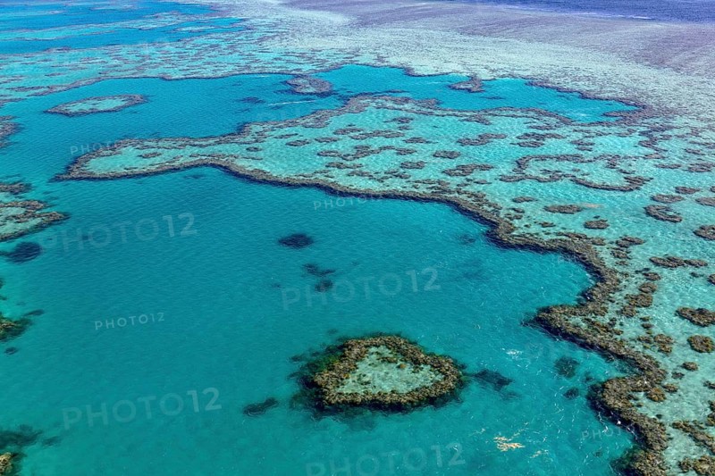 Coral Reef