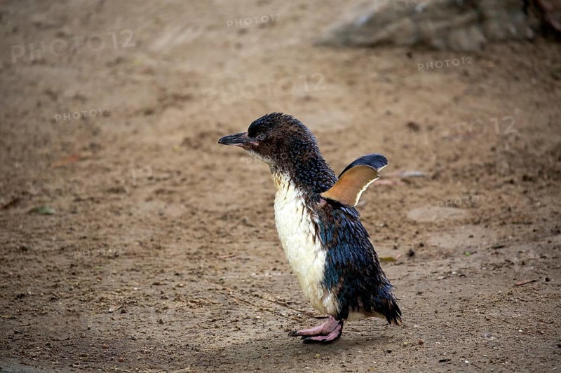 Little penguin