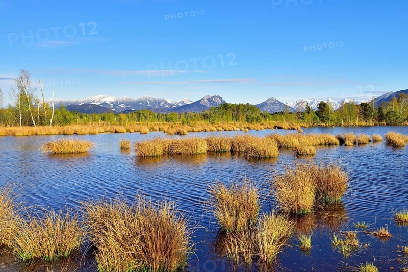 Wet peat ditch with flowering common club-rush