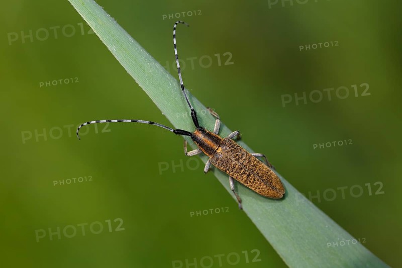 Golden-bloomed grey longhorn bee
