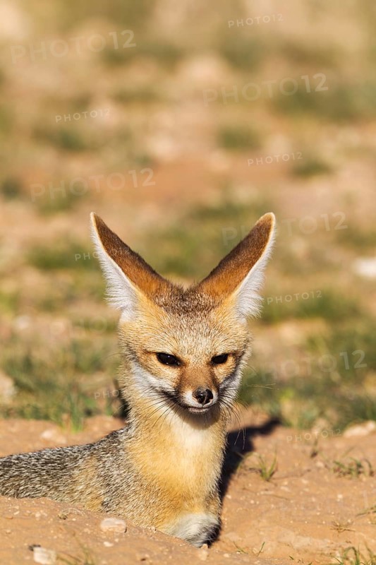 Cape Fox