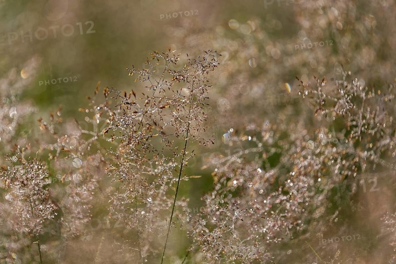 Hairgrass