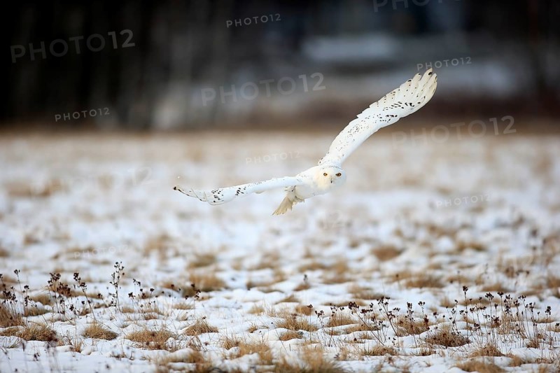 Snowy Owl