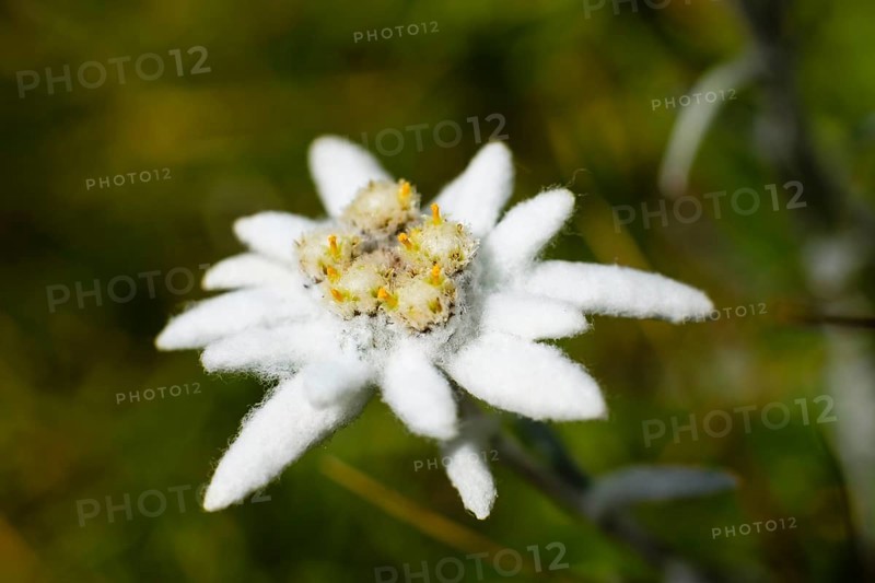 Edelweiss