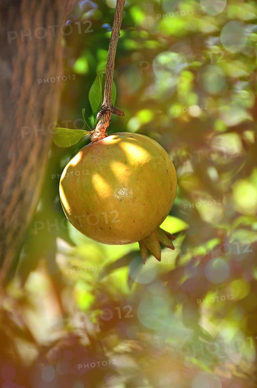 Pomegranate