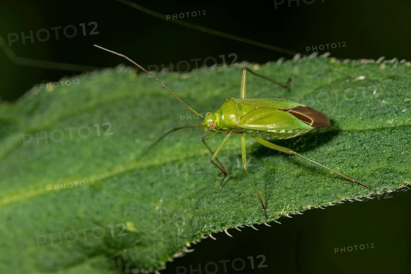Calocoris affinis