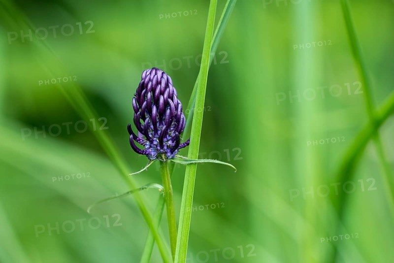 Black Rampion