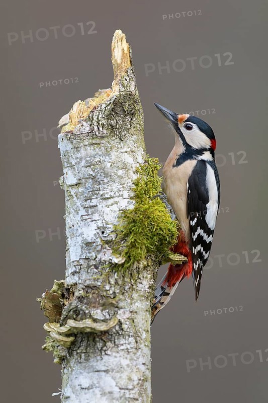 Great Spotted Woodpecker