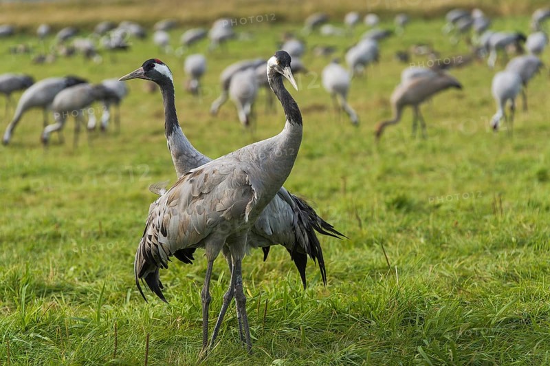 Common or European crane