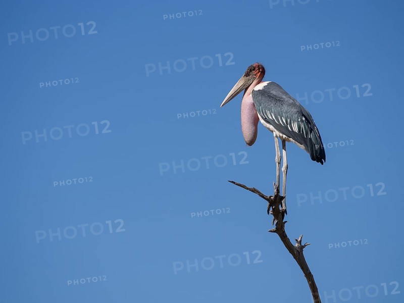Marabou stork