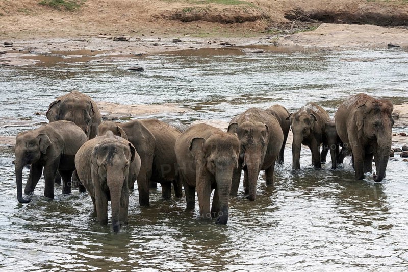 Asian or Asiatic elephants