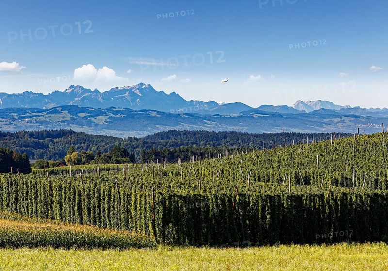 Hop field
