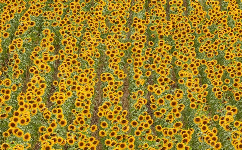 Sunflowers