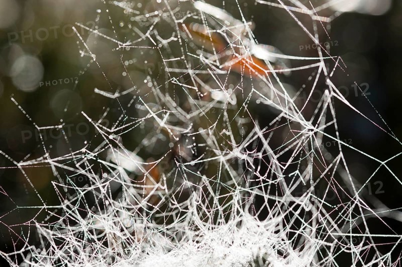 Cobweb of a Sheet Weaver