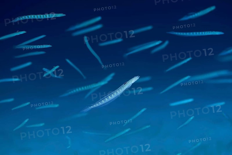School of fish Red Sea Sand Diver