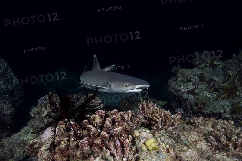 Whitetip reef shark