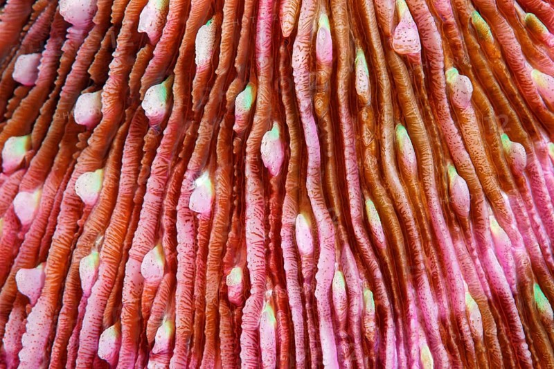 Polyps of a mushroom coral