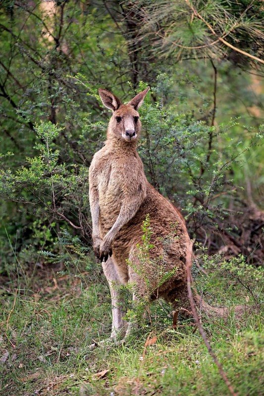 Eastern Gray Kangaroo