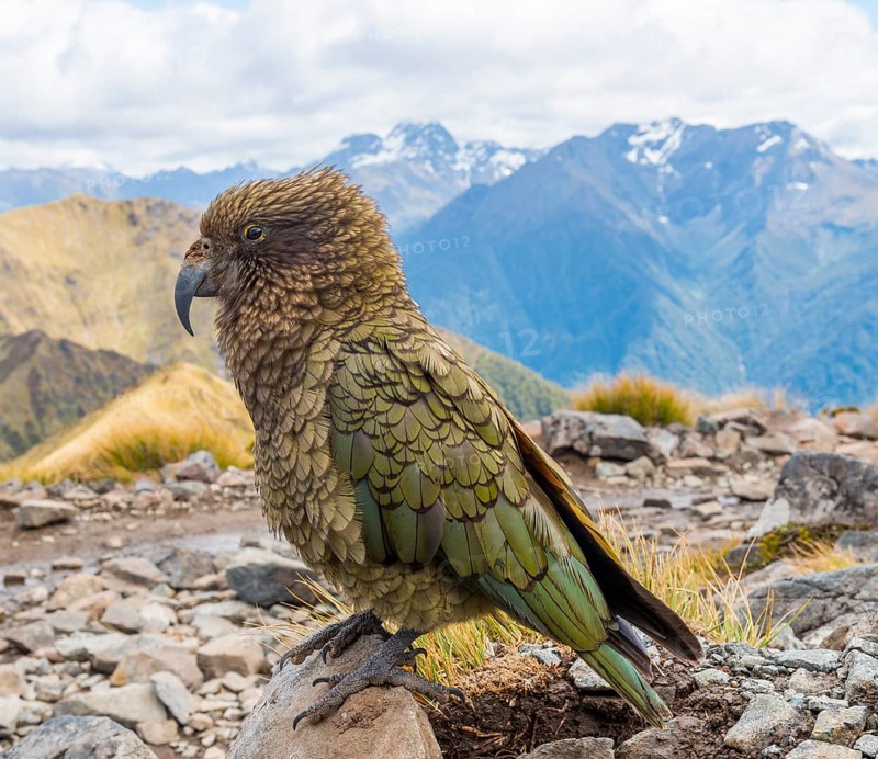 Mountain parrot