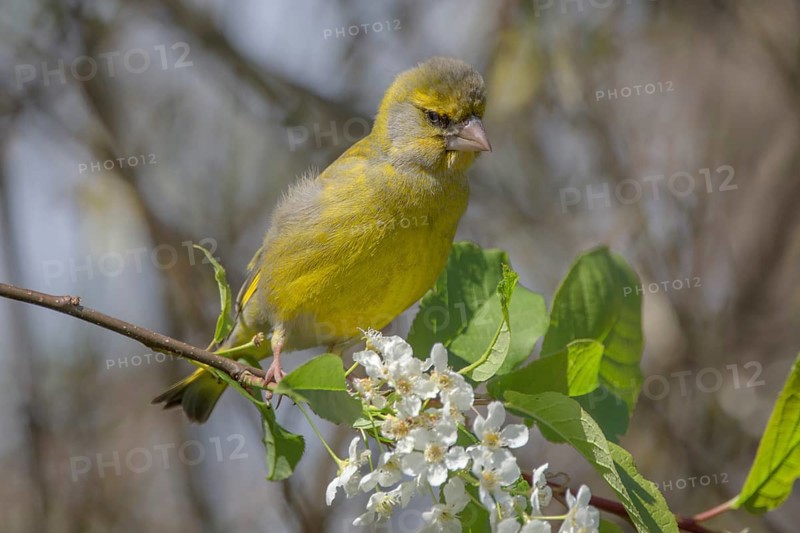 Greenfinch
