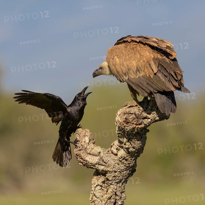 Griffon vulture