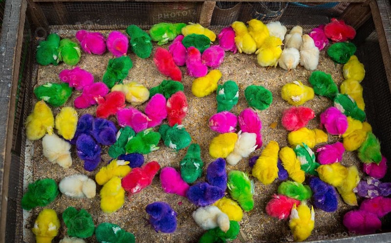 Colorfully colored chicks in tight cage