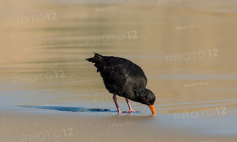 Variable oystercatcher