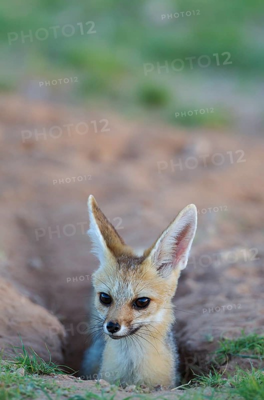 Cape Fox