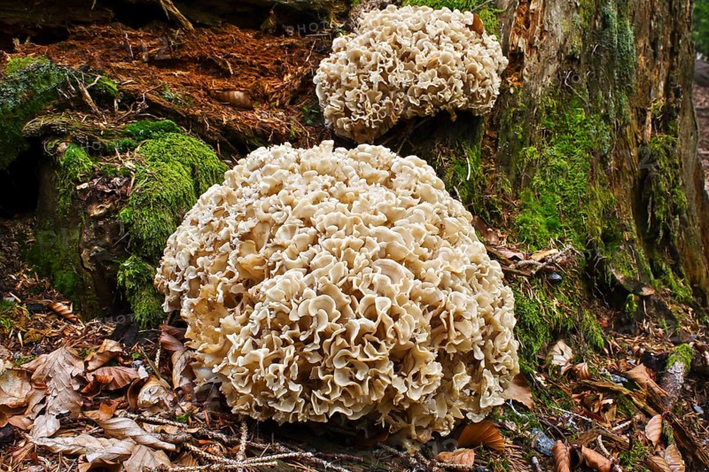 Wood Cauliflower fungus or Wood Cauliflower fungus