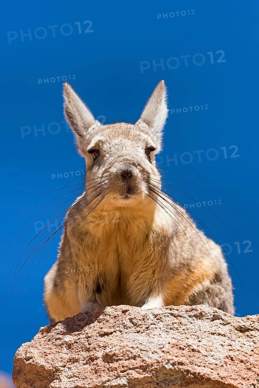 Southern Viscacha