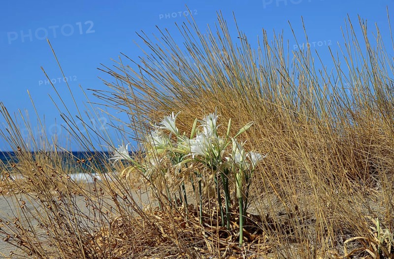 Sea daffodil