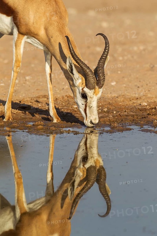 Springbok