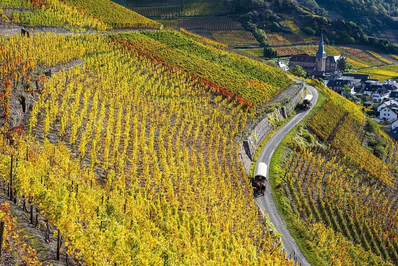 Vineyards in autumn