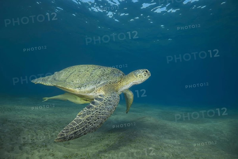 Green Sea Turtle