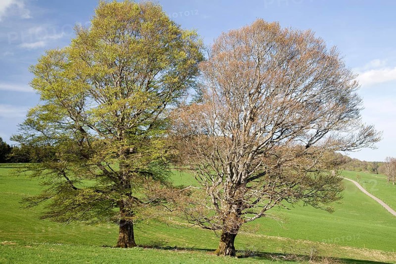 Wood pasture beech