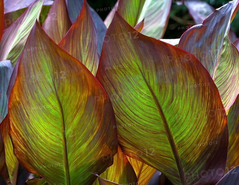 Leaves against the light