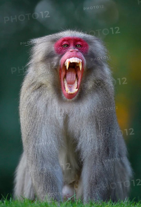 Japanese macaque or snow monkey