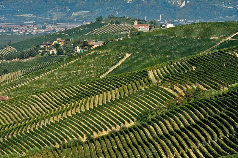 Nebbiolo vineyards