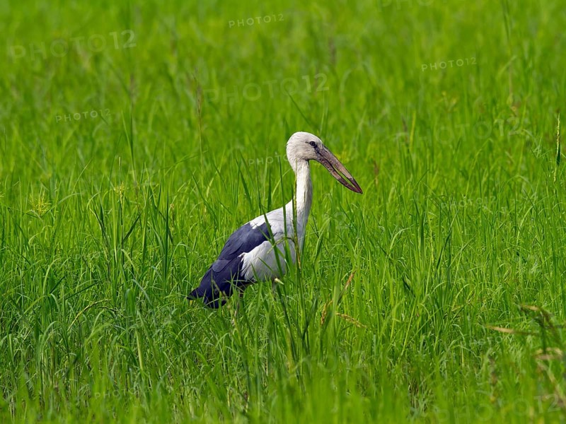 Asian Openbill