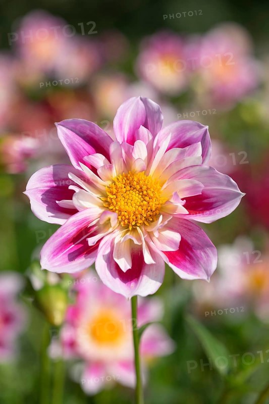 Dahlia