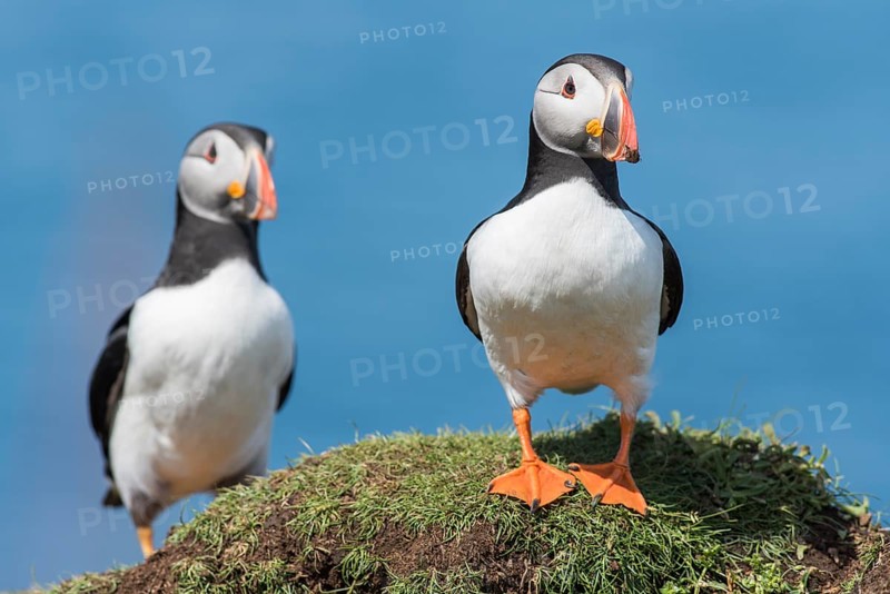 Puffin