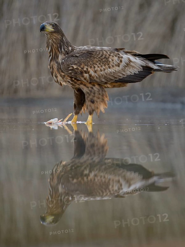 White-tailed eagle