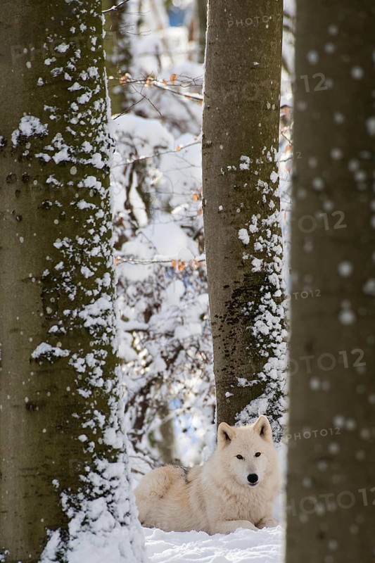 Arctic Wolf