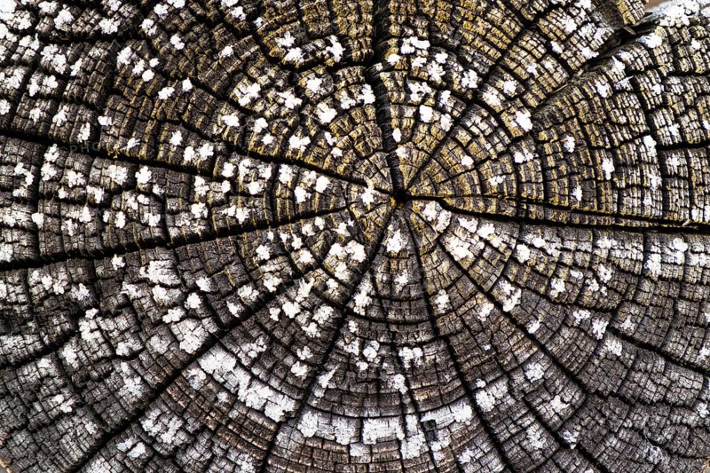 Tree-rings