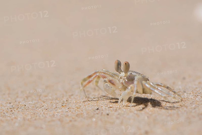 Young European green crab