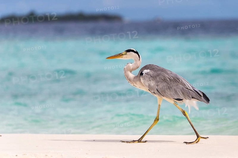 Grey Heron