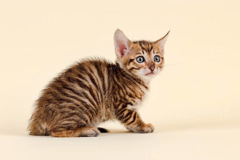 Toyger