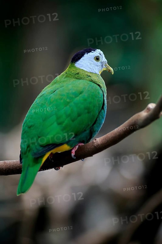 Black-naped fruit dove