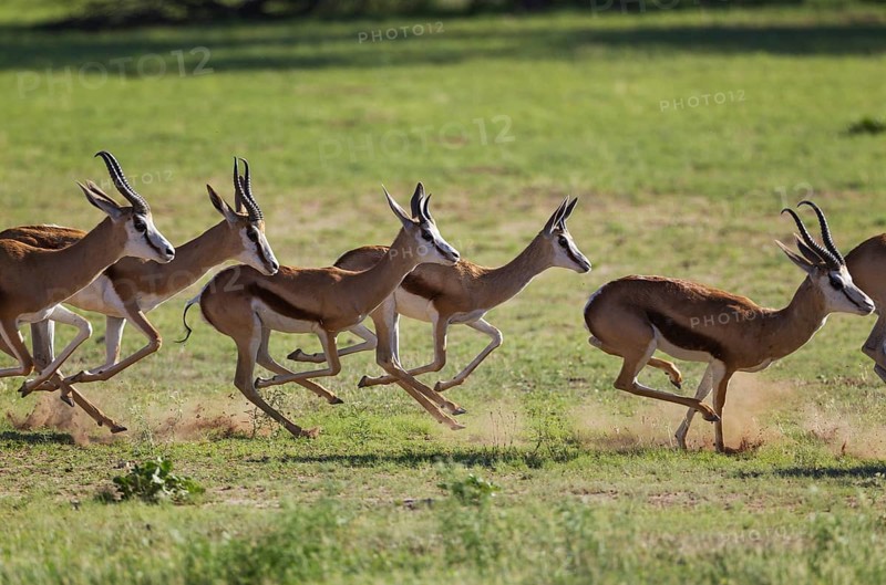 Springboks