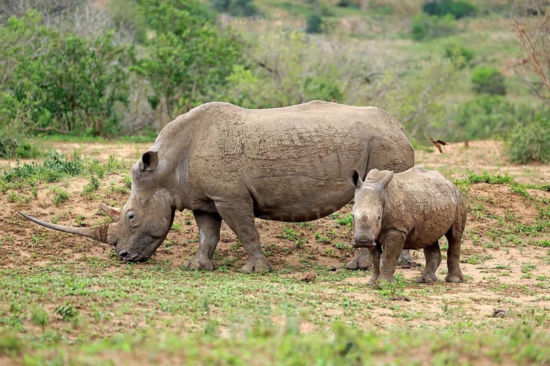 White rhinoceroses